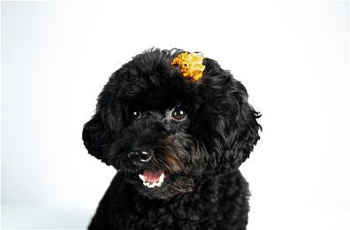 《死亡回归》开发商想通过PS Plus收获更多玩家